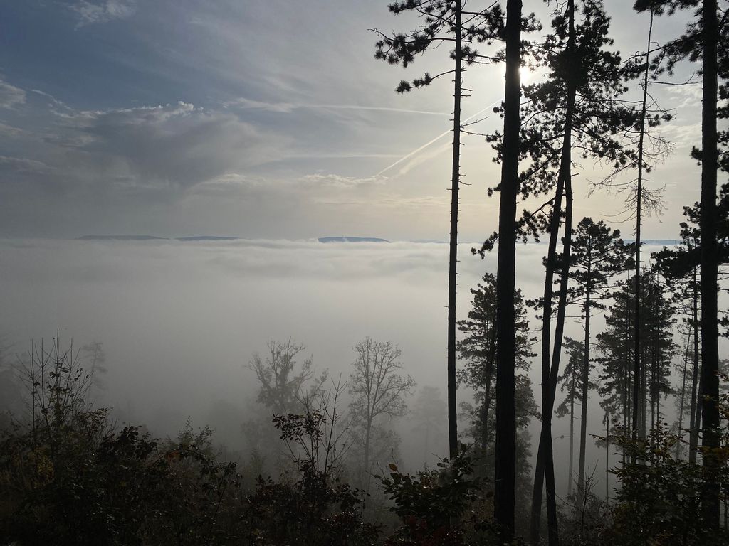 forest